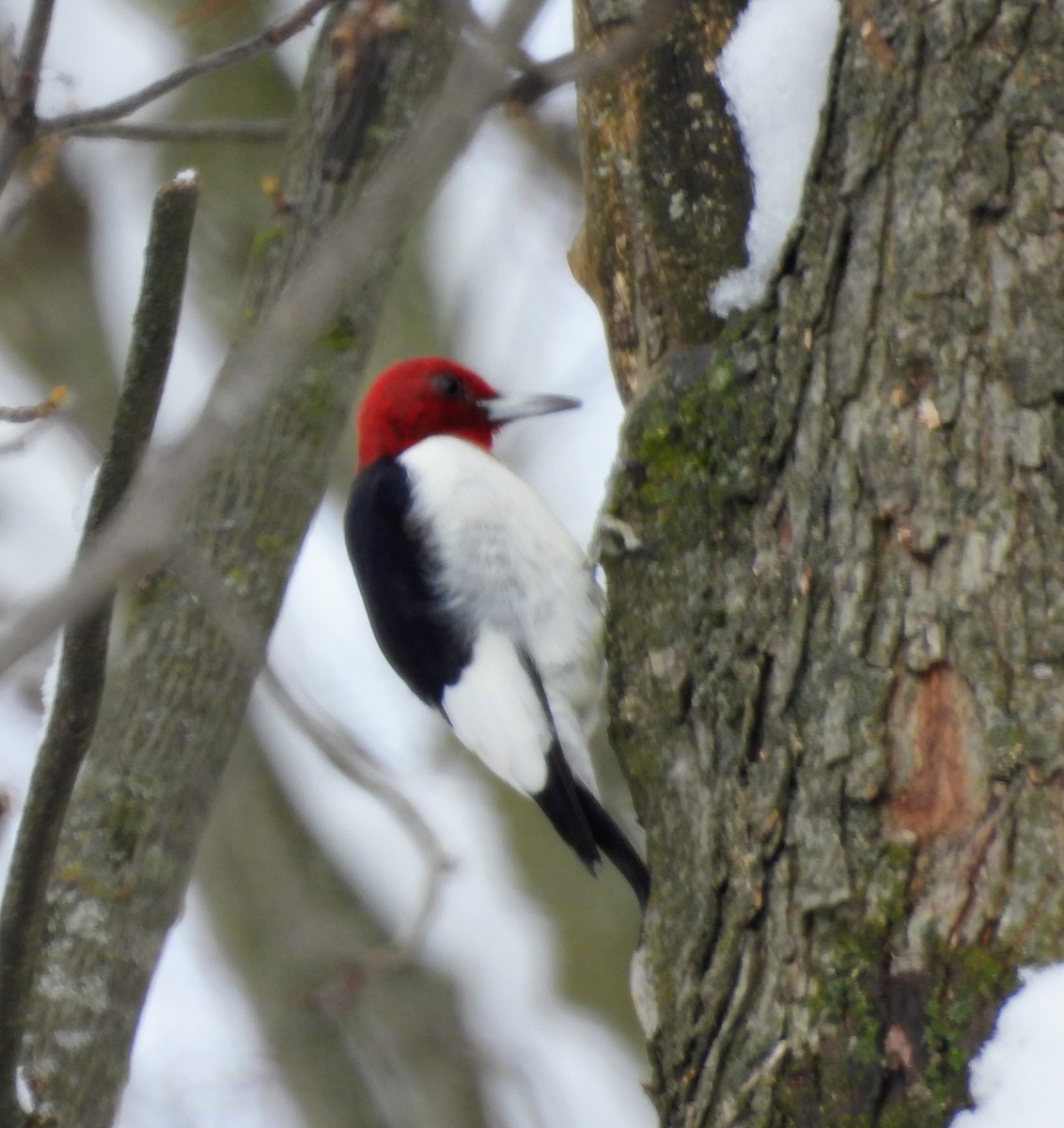 Red-headed Woodpecker - ML646528919
