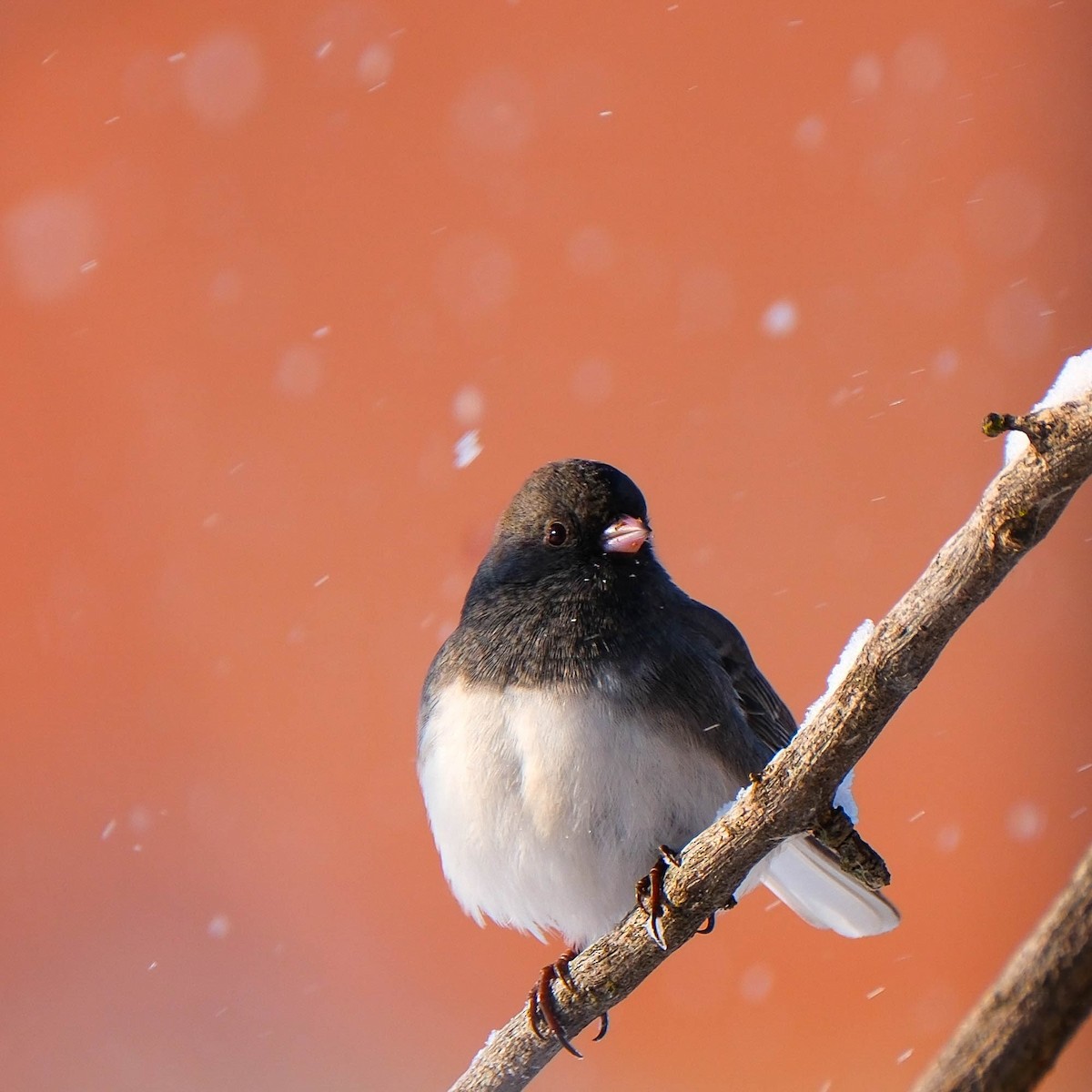 Dark-eyed Junco - ML646528925