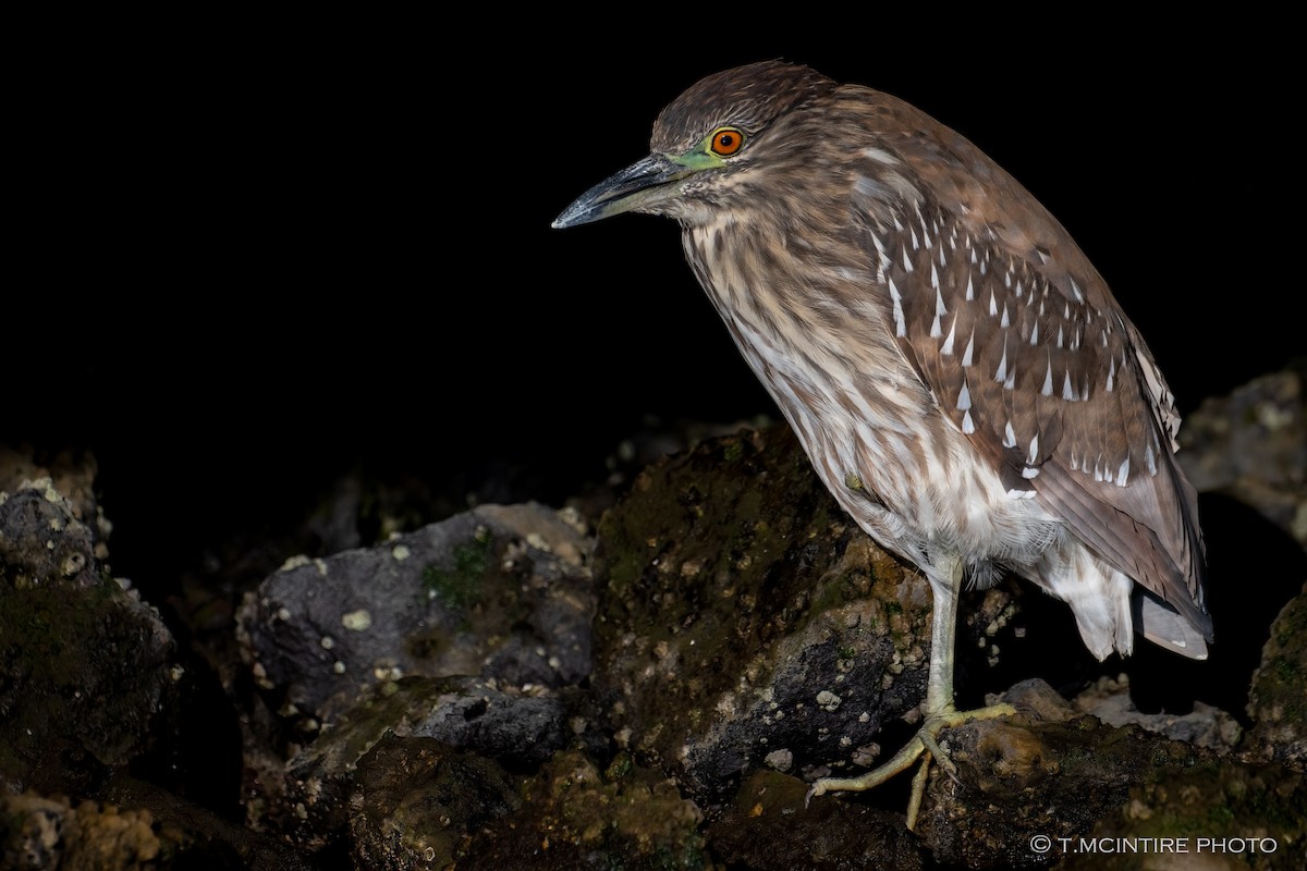 Black-crowned Night Heron - ML646528926