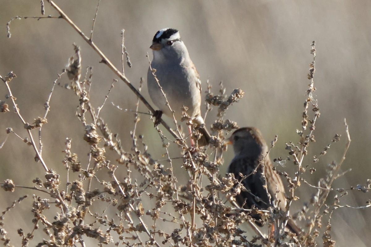 White-crowned Sparrow - ML646528932