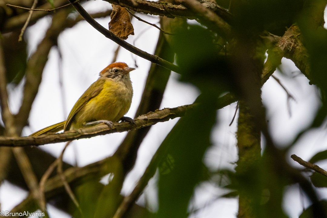 Gray-eyed Greenlet - ML646528935