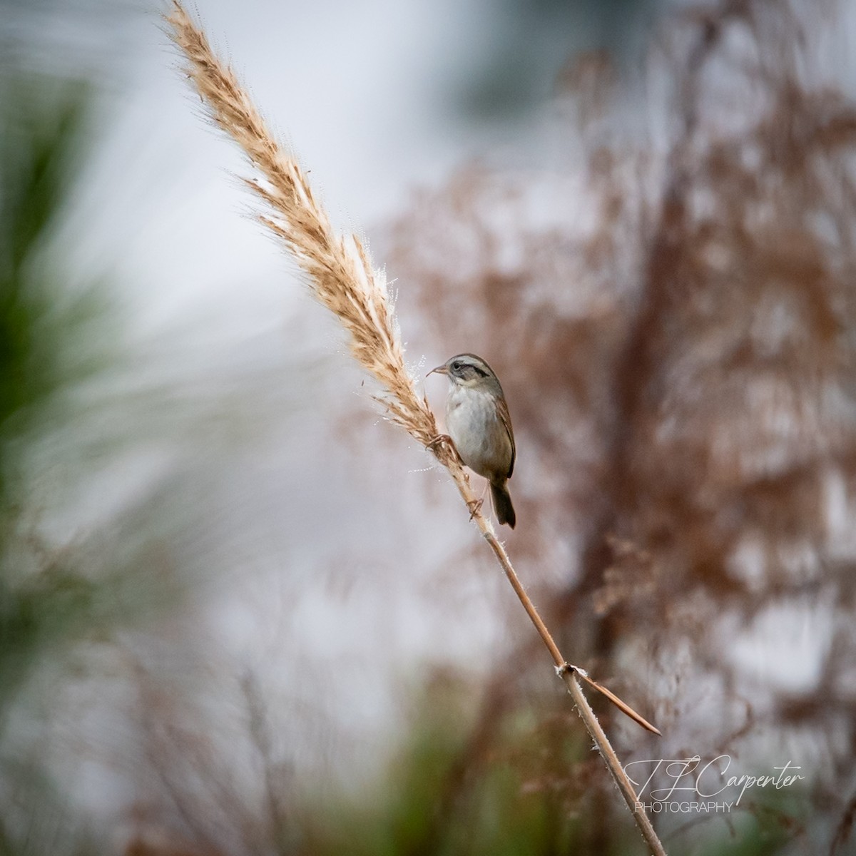 Swamp Sparrow - ML646528937