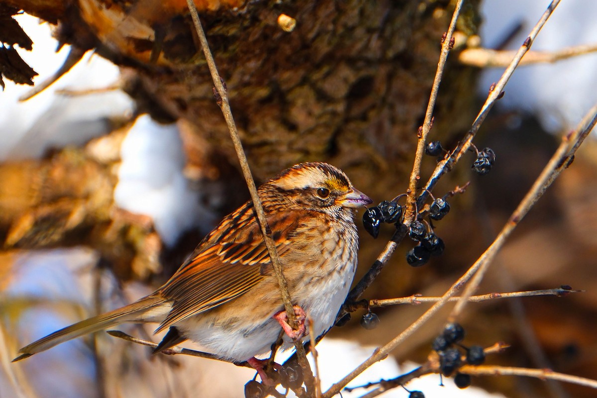 White-throated Sparrow - ML646528941