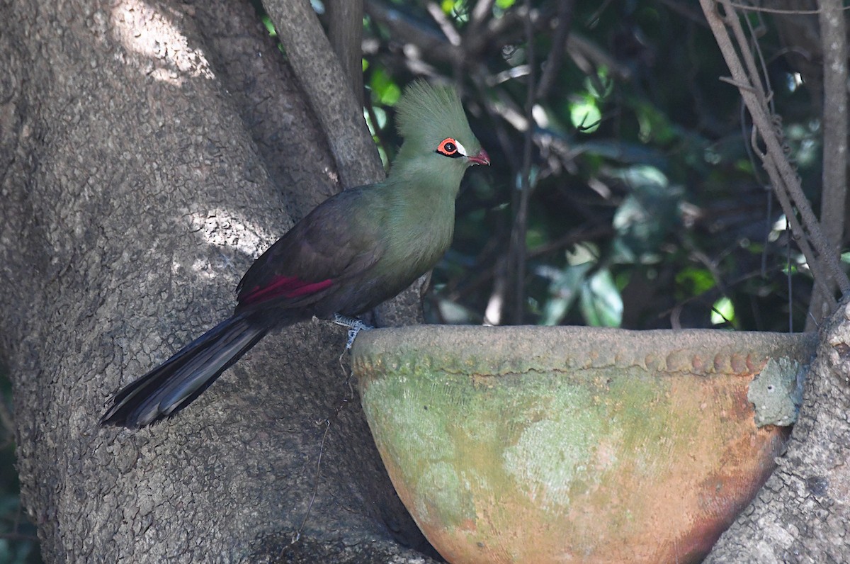 Guinea Turaco - ML646528942