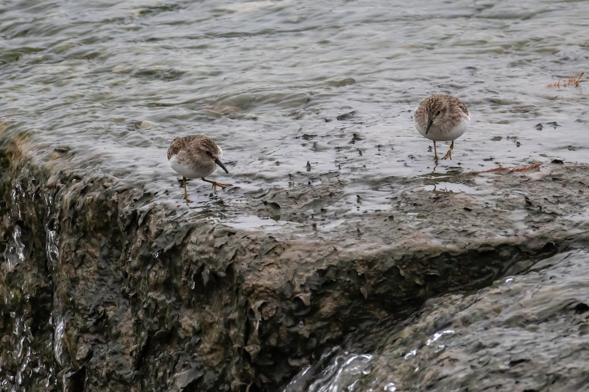Least Sandpiper - ML646528943