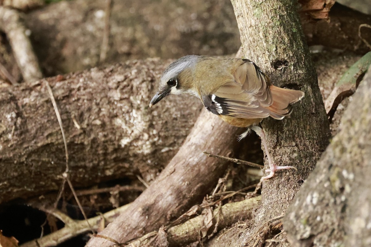Gray-headed Robin - ML646528947
