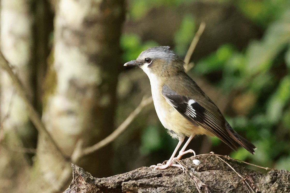 Gray-headed Robin - ML646528948