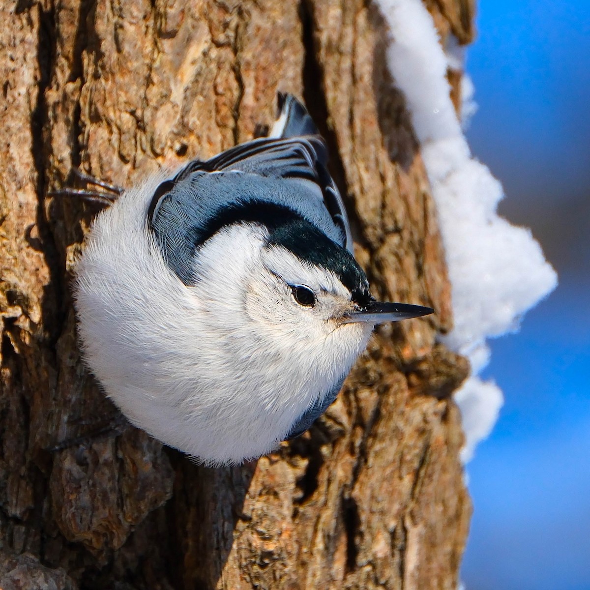 White-breasted Nuthatch - ML646528952