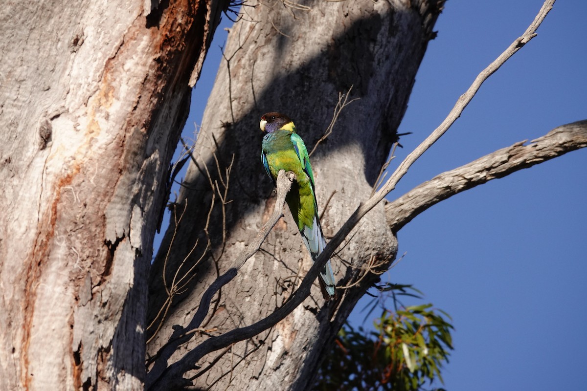 Perico de Port Lincoln - ML646528956