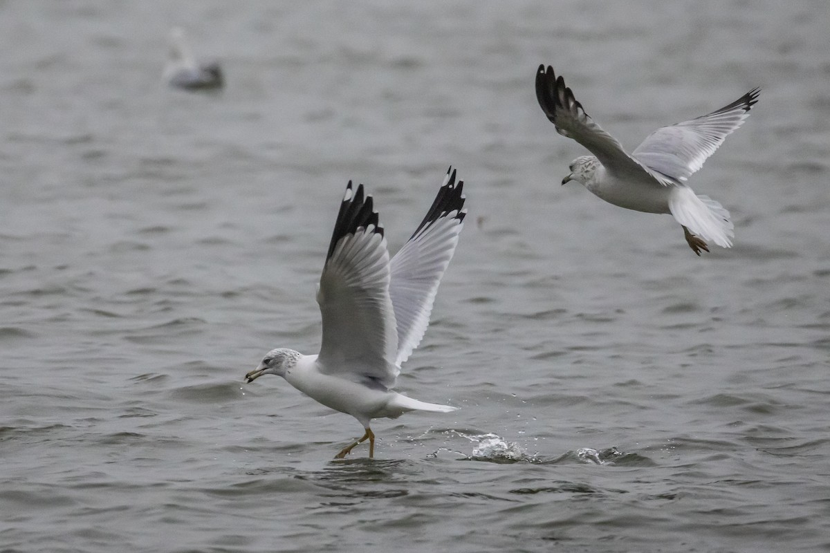 Ring-billed Gull - ML646528957