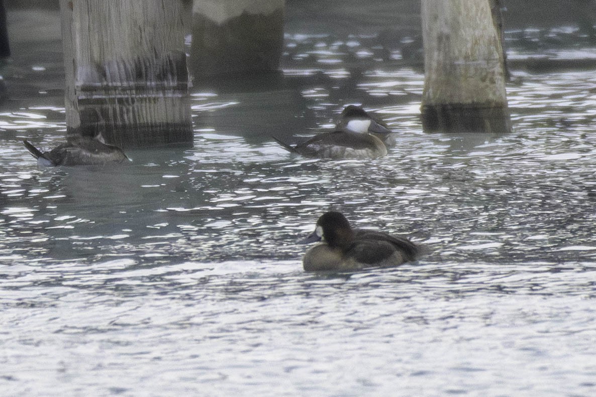 Greater Scaup - ML646528958