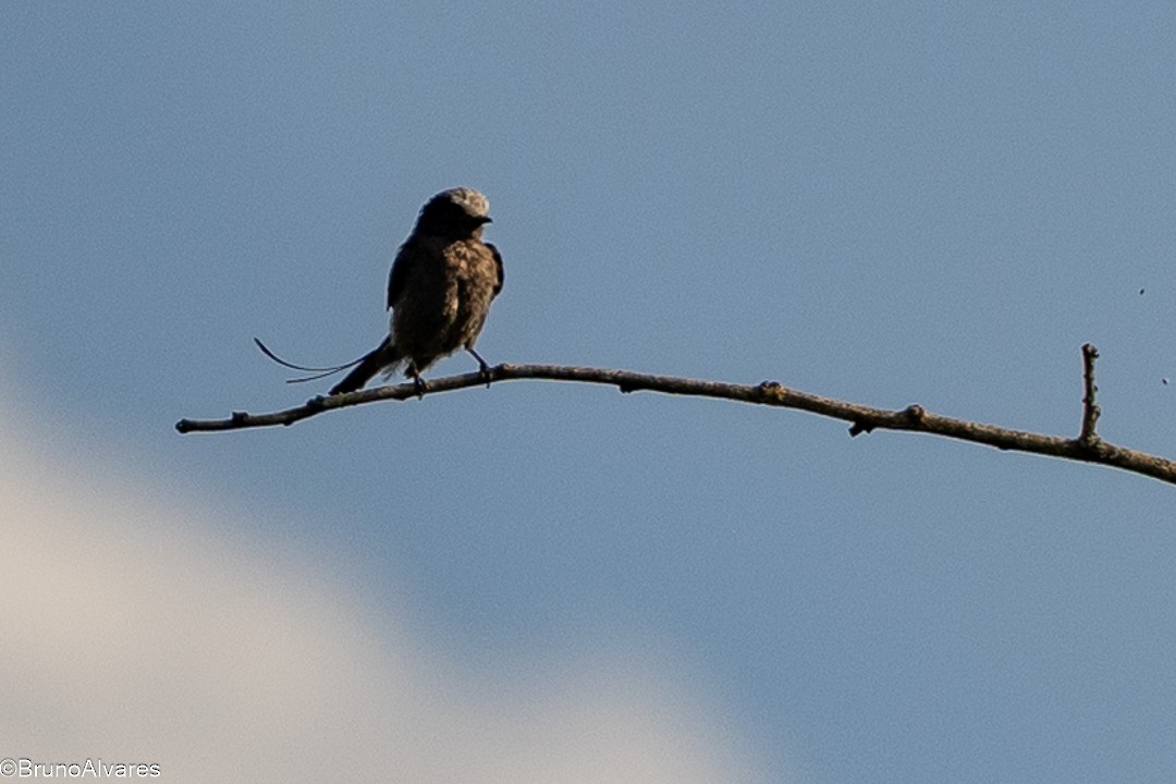 Long-tailed Tyrant - ML646528962