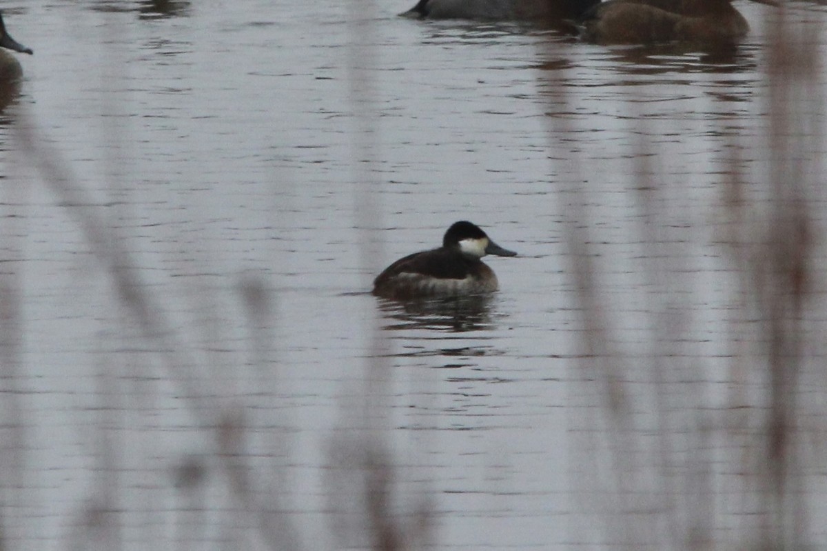 アカオタテガモ - ML646528964