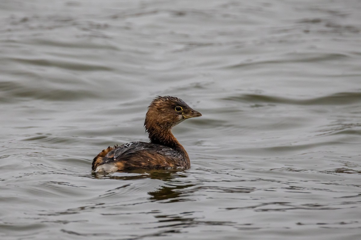 Pied-billed Grebe - ML646528965