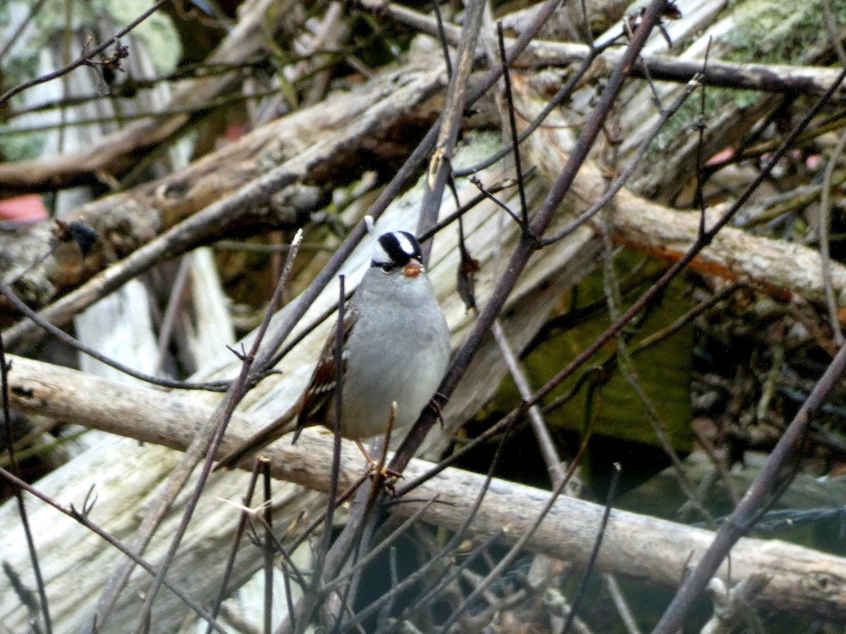 White-crowned Sparrow - ML646528967