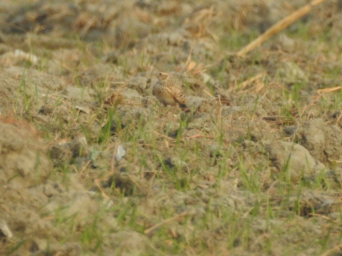 Eurasian Skylark - ML646528970