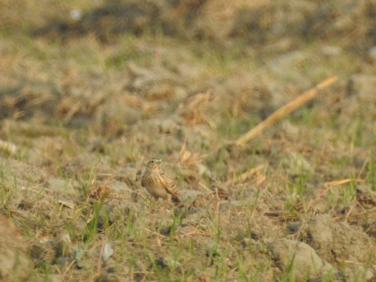 Eurasian Skylark - ML646528971