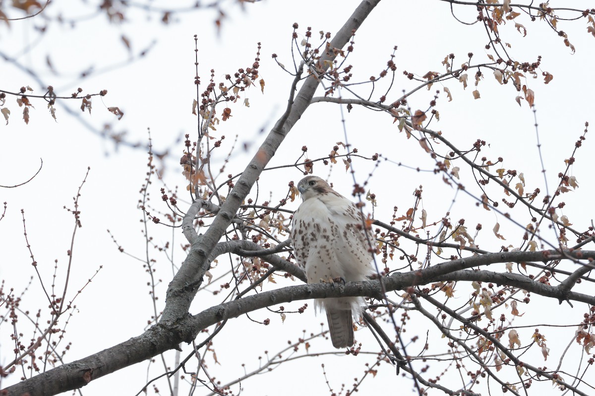 Red-tailed Hawk - ML646528972