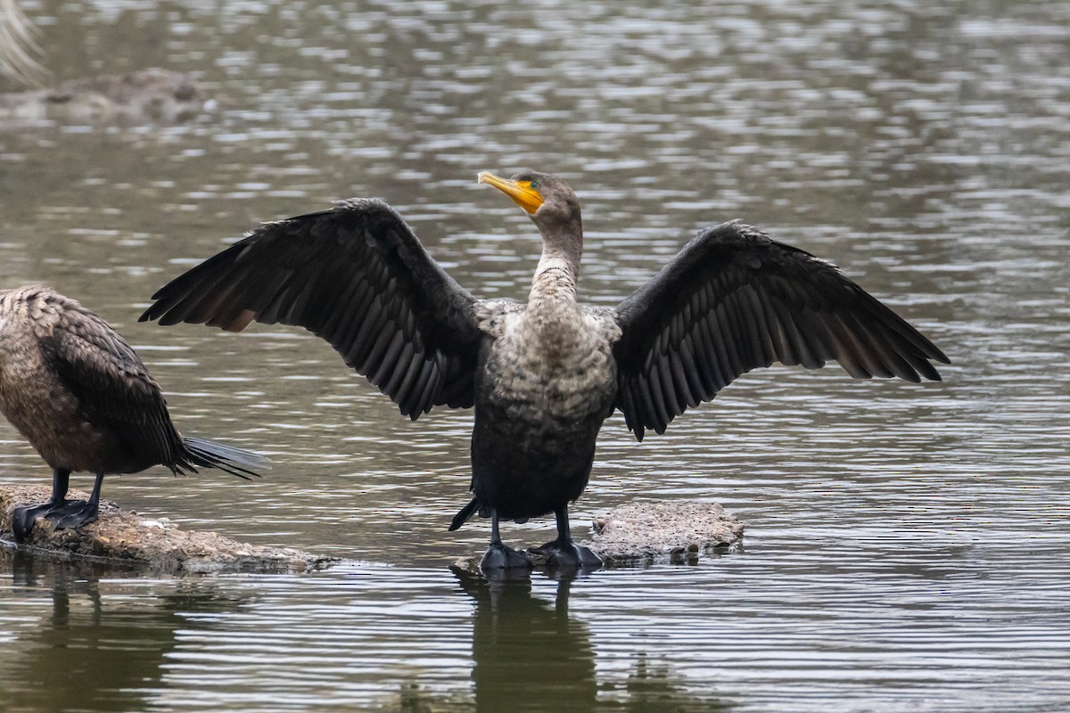 Double-crested Cormorant - ML646528974