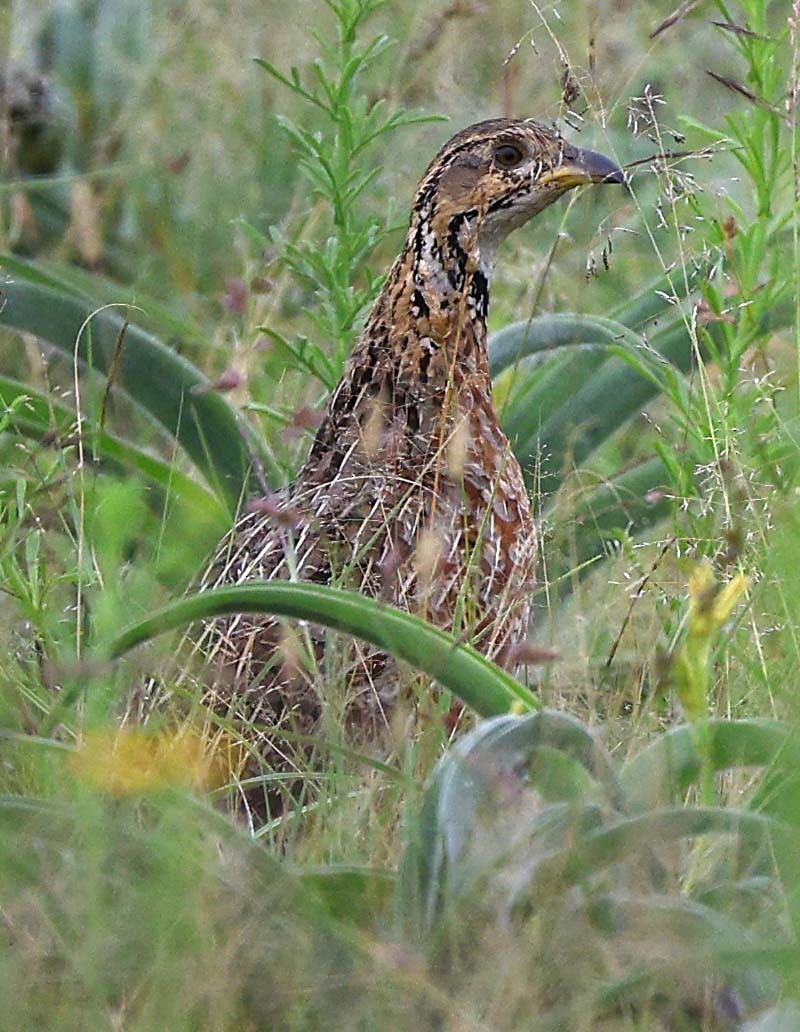 Shelley's Francolin - ML646528975