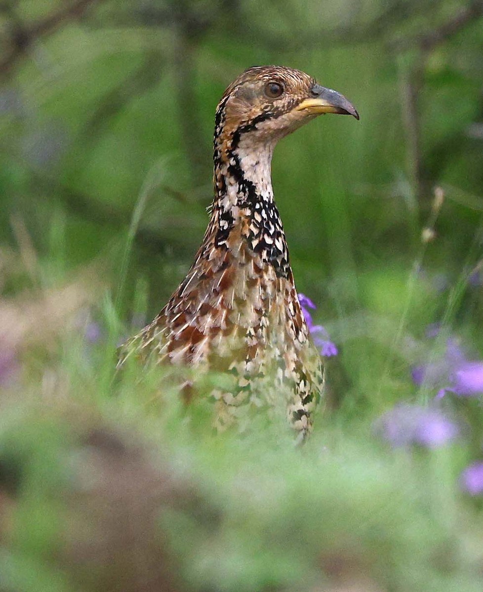 Shelley's Francolin - ML646528976