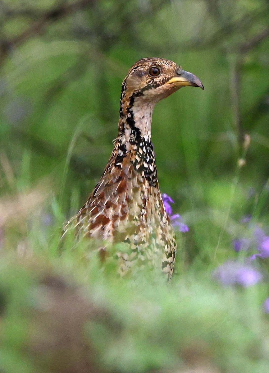 Shelley's Francolin - ML646528977