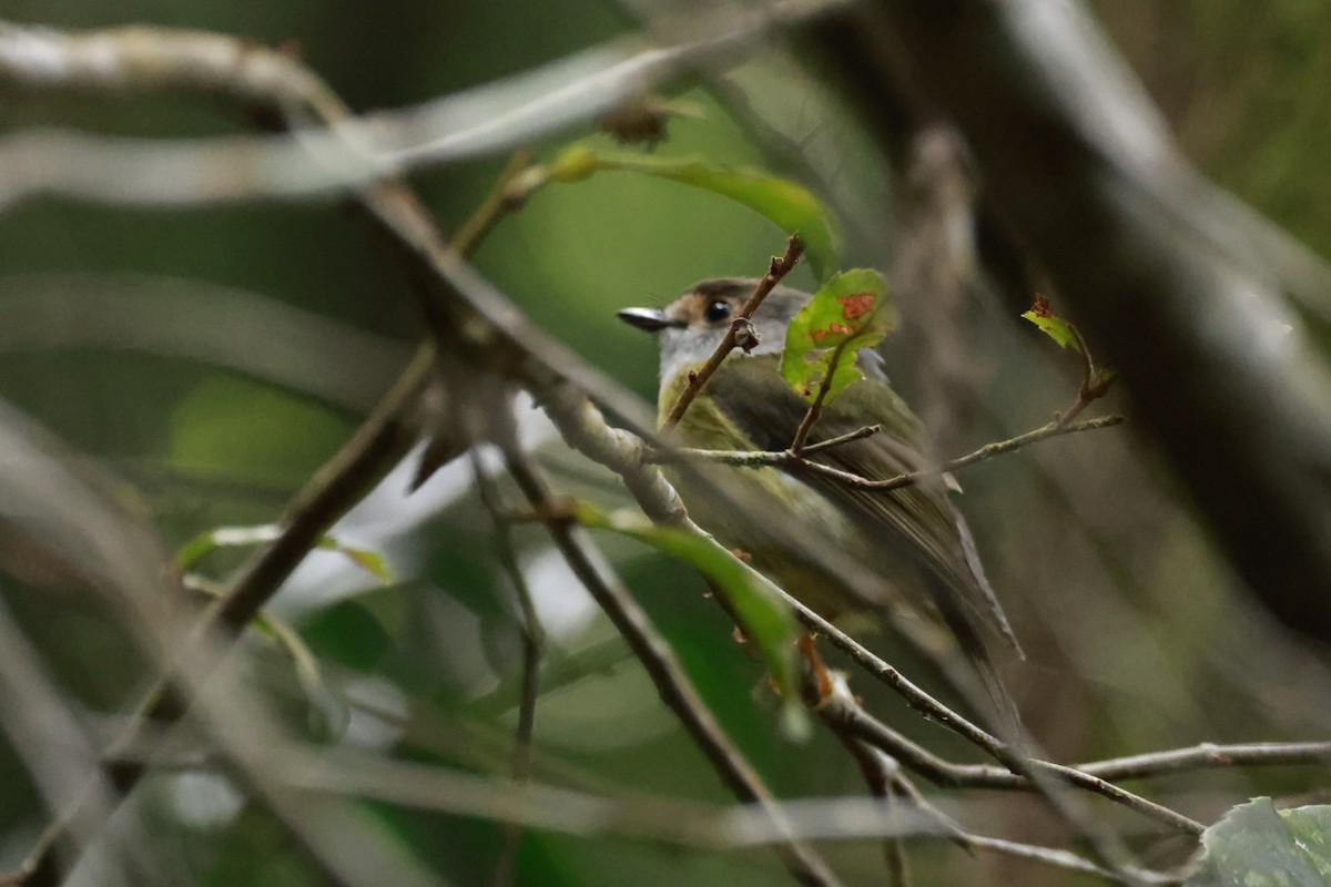 Graugesichtschnäpper - ML646528978