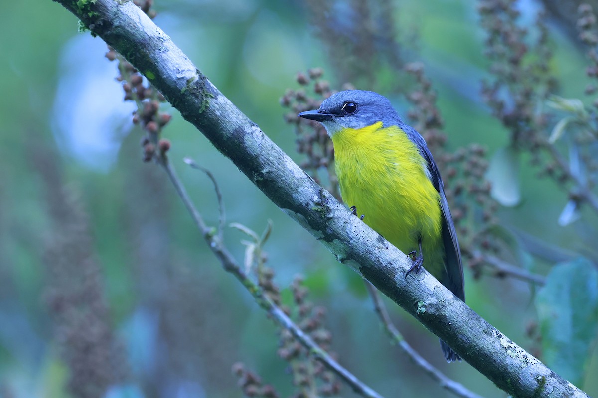 lejsčík žlutý - ML646528979