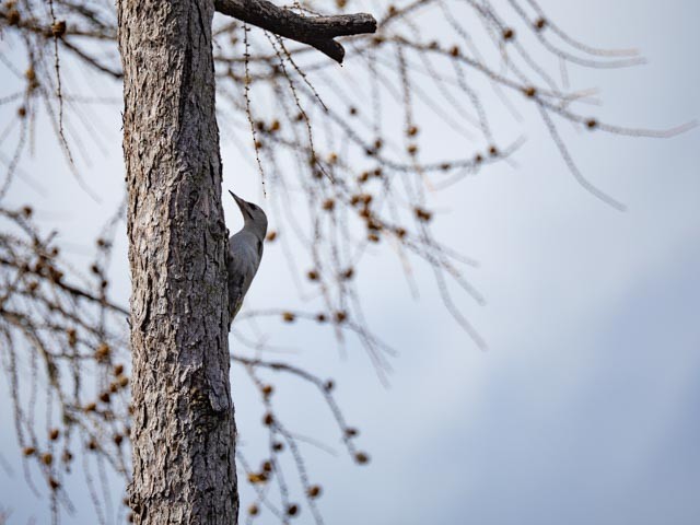 gråspett - ML646528981