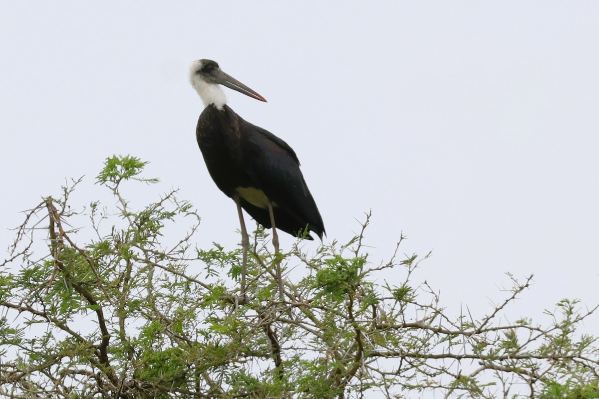 African Woolly-necked Stork - ML646528983