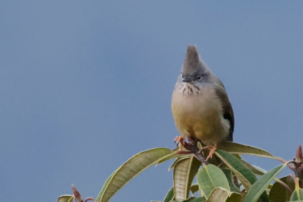 Stripe-throated Yuhina - ML646528993