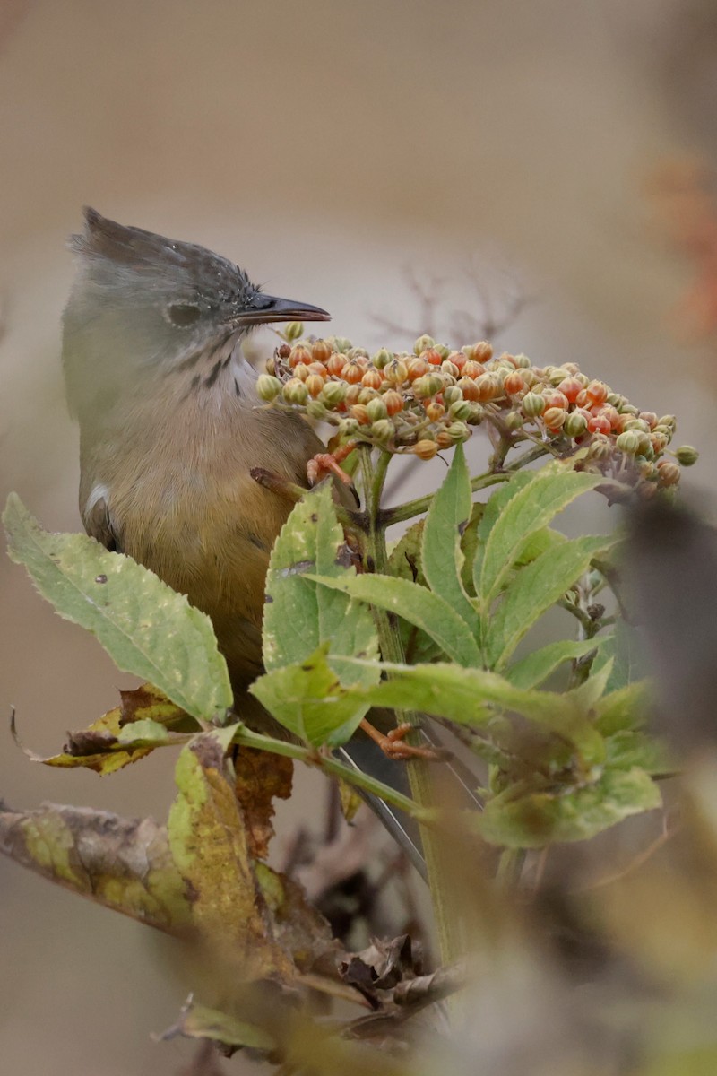 Stripe-throated Yuhina - ML646528994