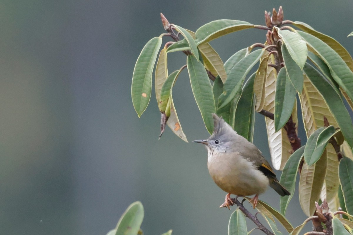 Stripe-throated Yuhina - ML646528995