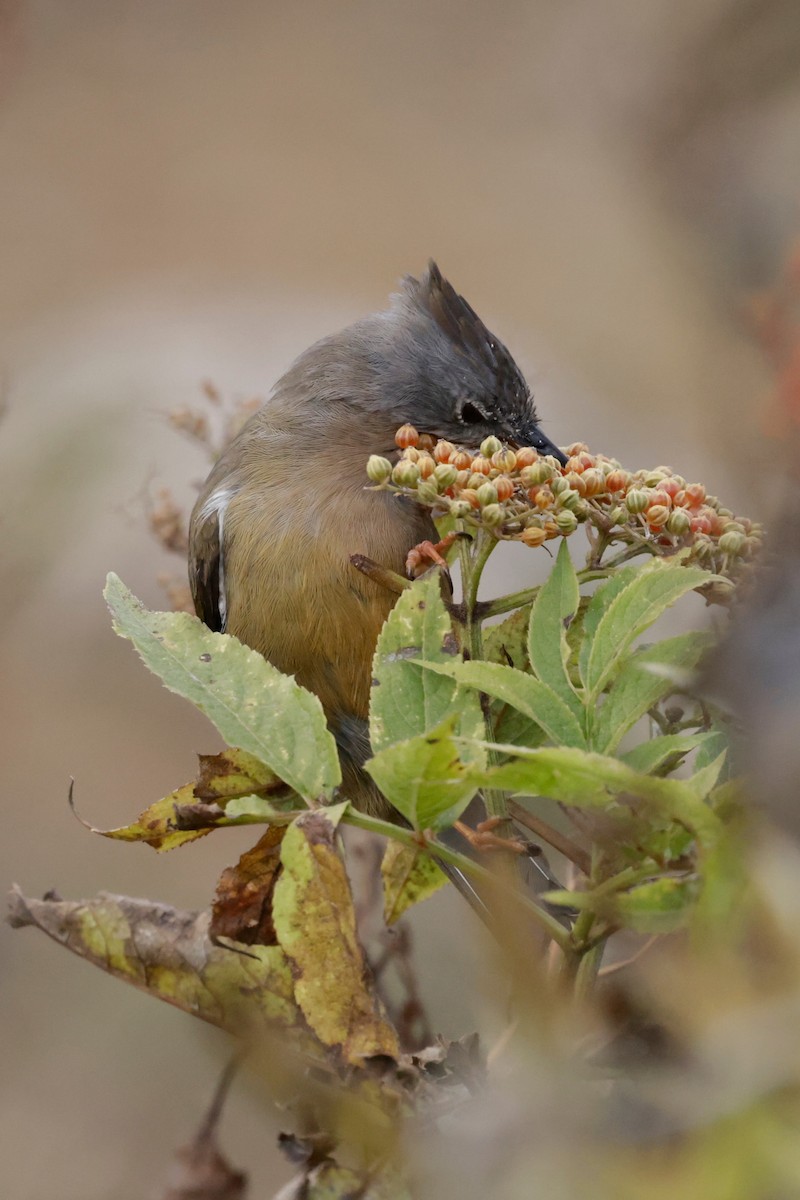 Stripe-throated Yuhina - ML646528996