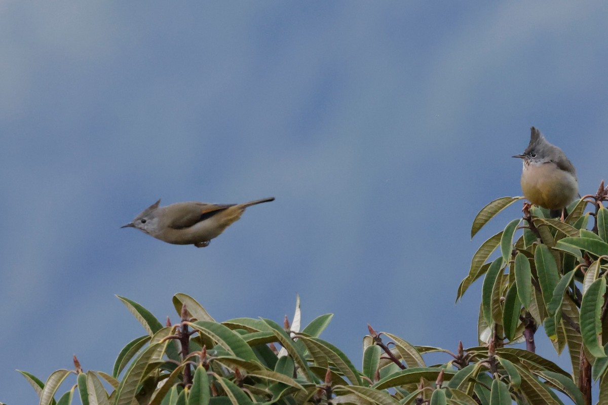 Stripe-throated Yuhina - ML646528997