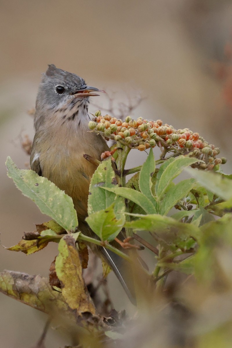 Stripe-throated Yuhina - ML646528998