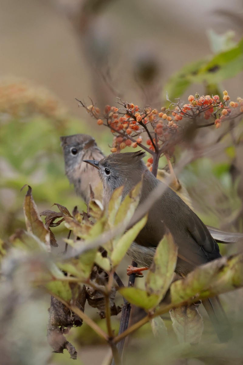 Stripe-throated Yuhina - ML646528999