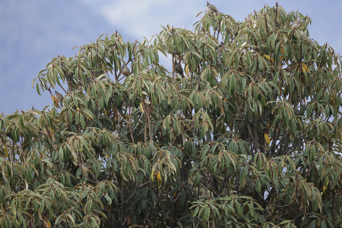 Stripe-throated Yuhina - ML646529000