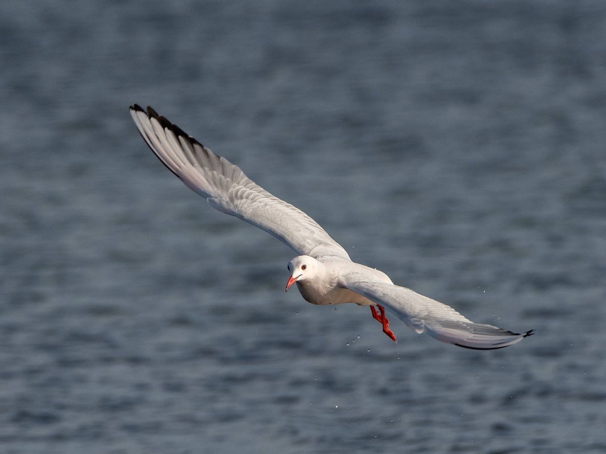 Морской голубок - ML646529006