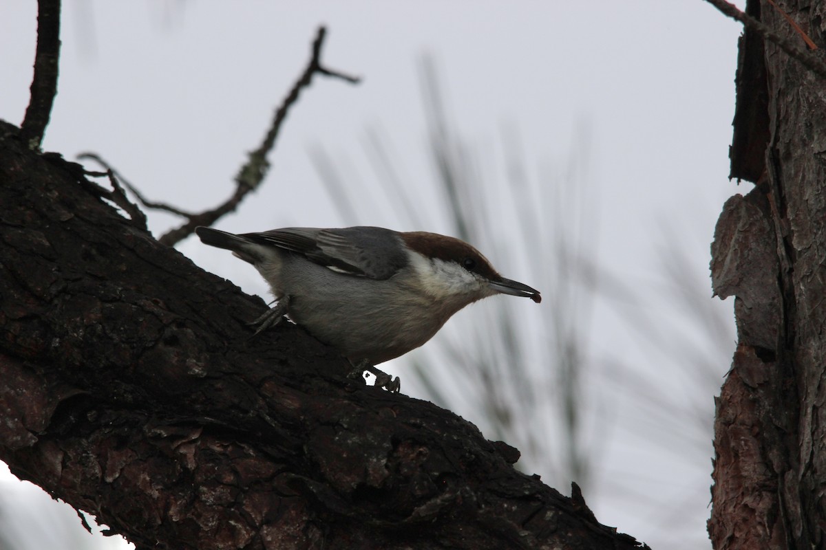 Sittelle à tête brune - ML646529010
