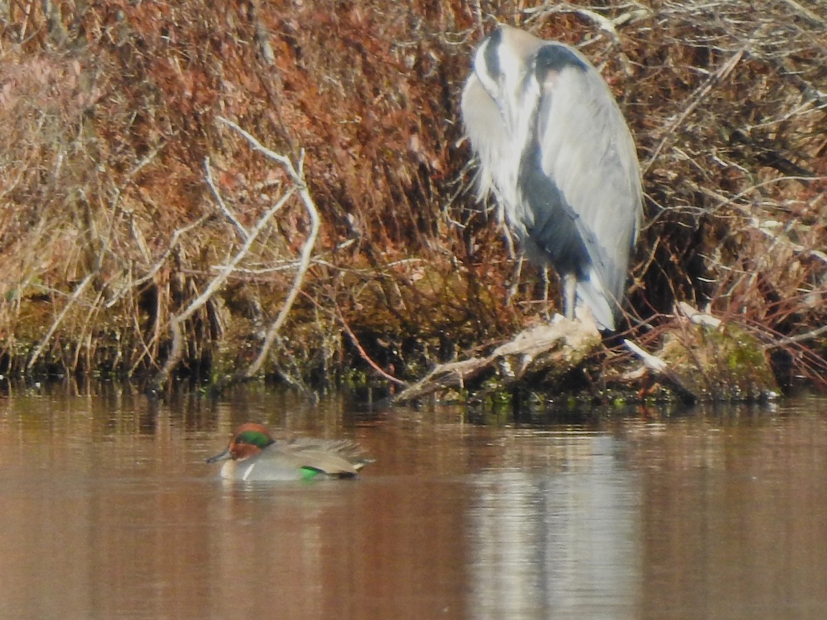 Green-winged Teal - ML646529011