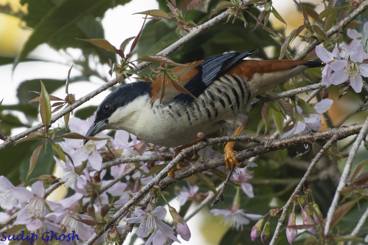 Himalayan Cutia - ML646529015