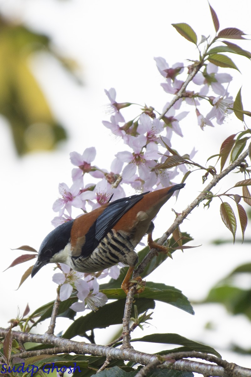 Himalayan Cutia - ML646529016