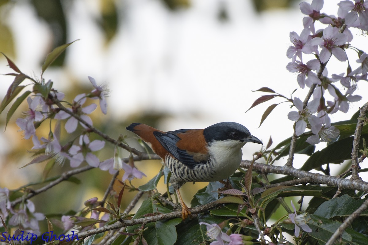 Himalayan Cutia - ML646529018