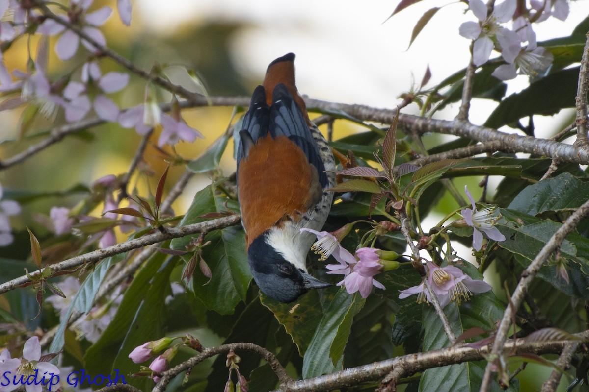 Himalayan Cutia - ML646529019