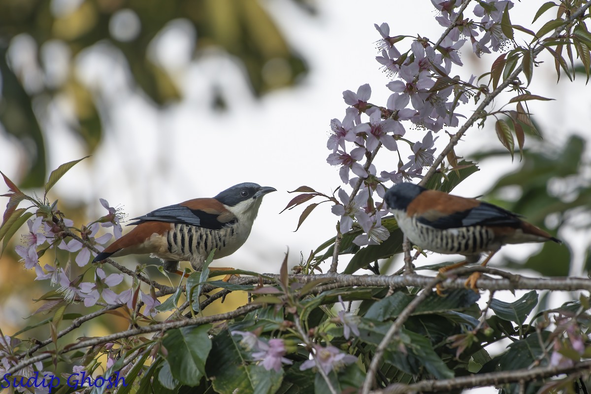 Himalayan Cutia - ML646529022