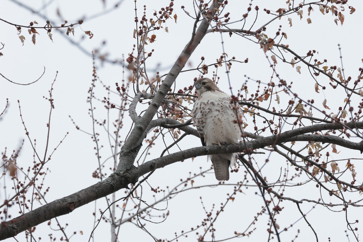 Red-tailed Hawk - ML646529025
