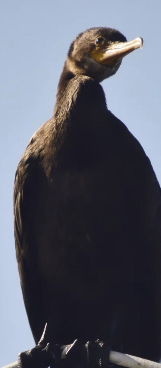 Neotropic Cormorant - ML646529031