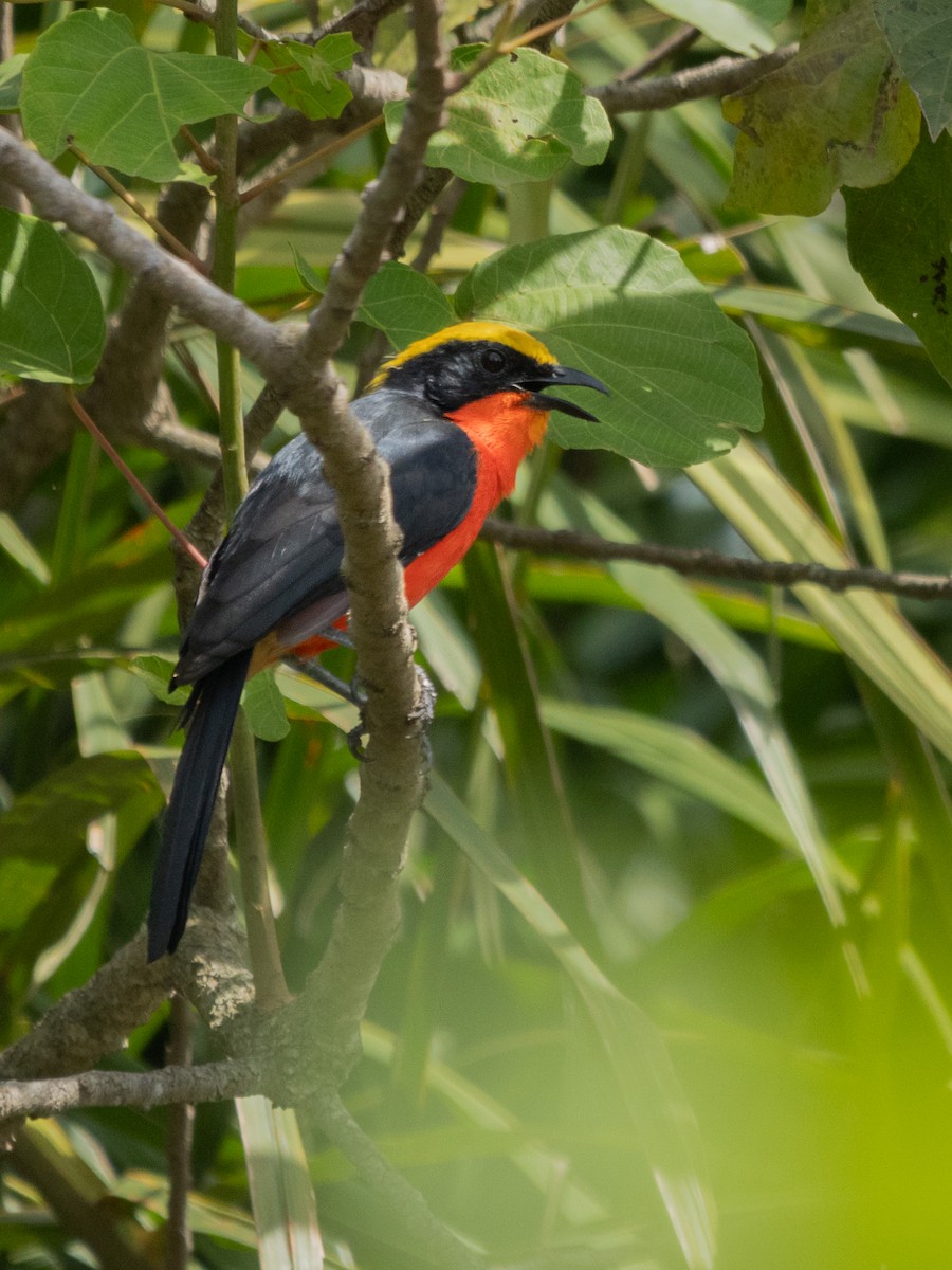 gulkronegonolek - ML646529035