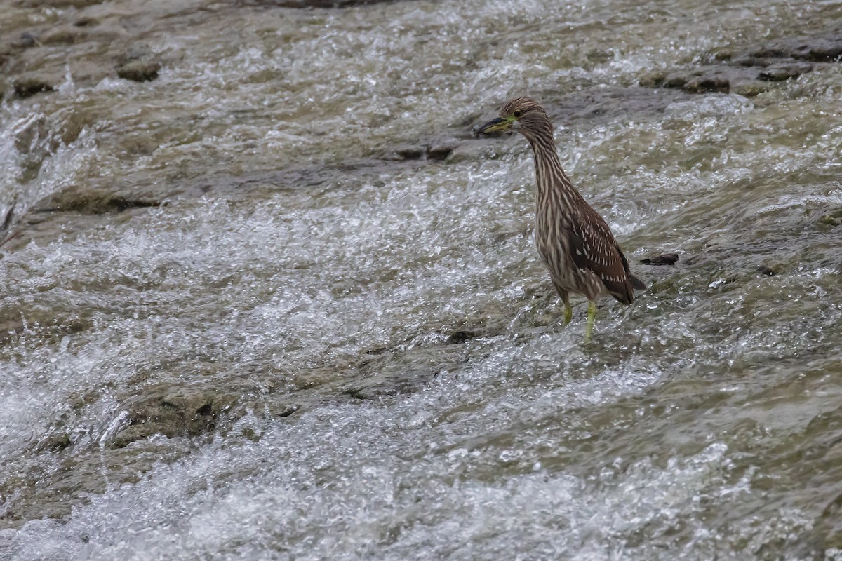 Black-crowned Night Heron - ML646529036